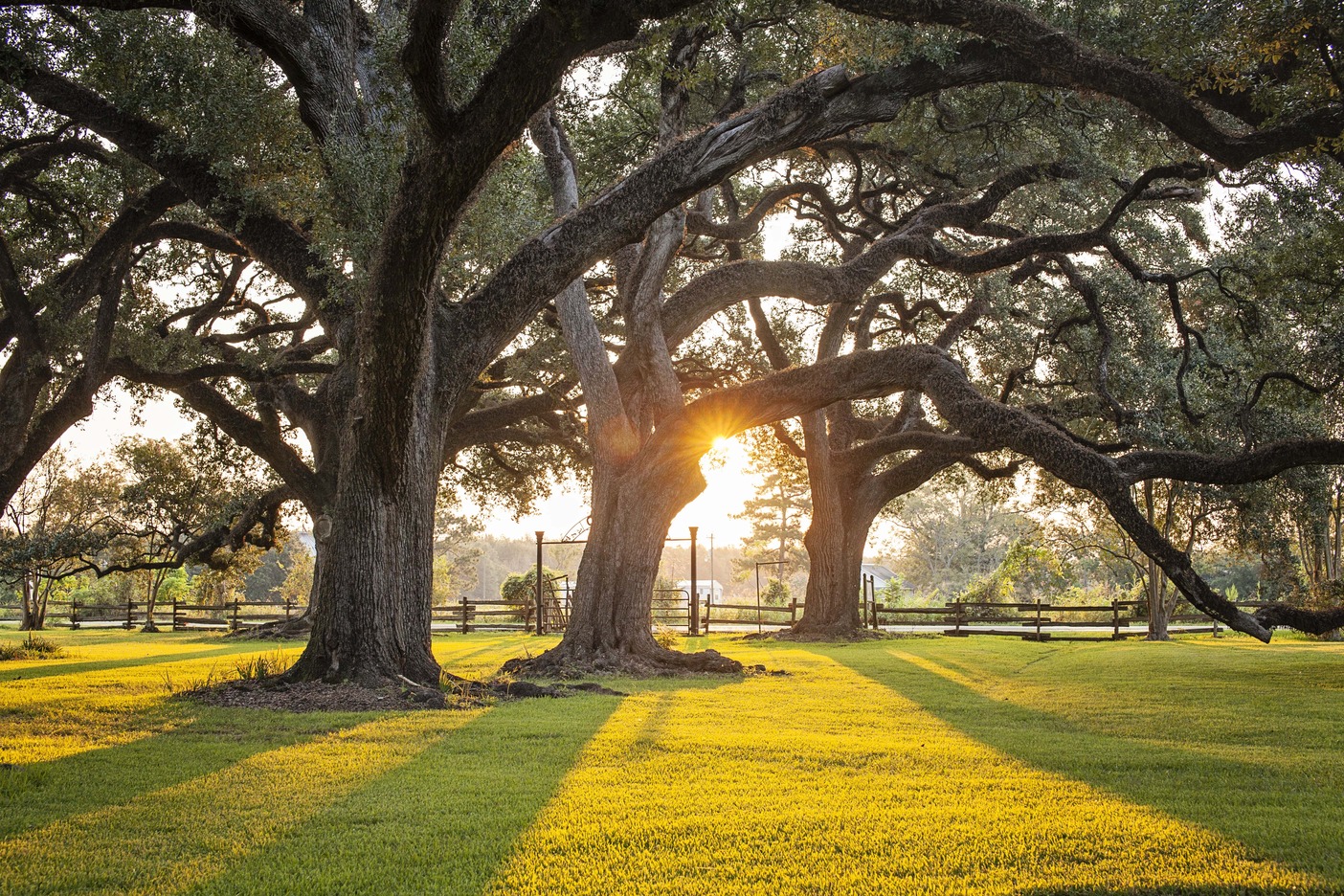 A sunrise provides shading in the oak alley. The shade of the live oaks blanket sections of the oak alley. 