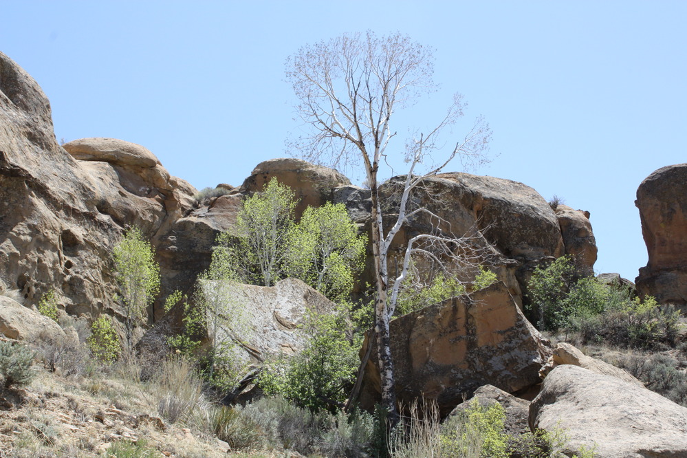 Riparian trees and shrubs in Chaco Canyon at CHCU, 2011.. Various types of riparian vegetation found growing within Chaco Canyon at CHCU in May of 2011.