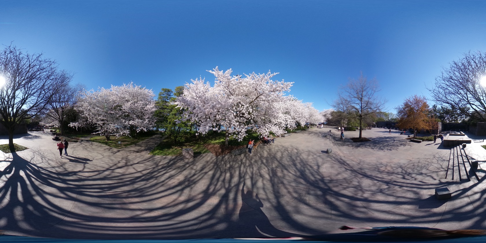 Spherical photo that includes people visiting a very long memorial plaza with many trees including cherry blossom tress in full bloom. 