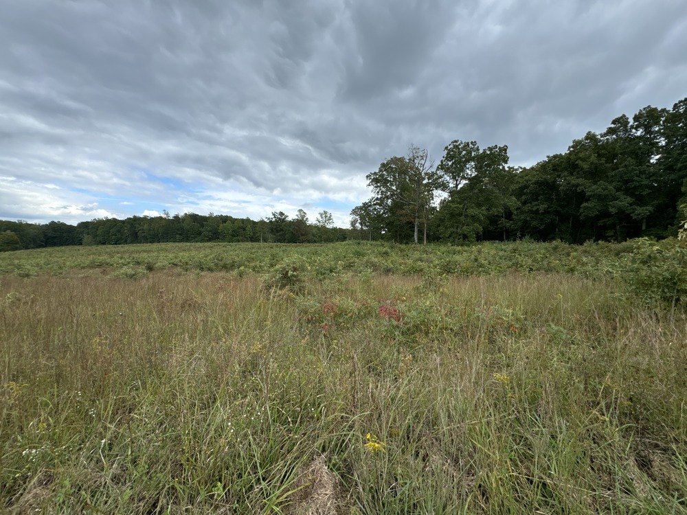 Open field at the Spotsylvania Courthouse Battlefield site in Fredericksburg Spotsylvania National Military Park. 