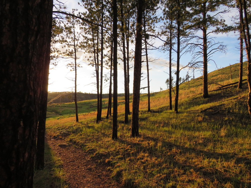 Evening sun shines through trees over trail