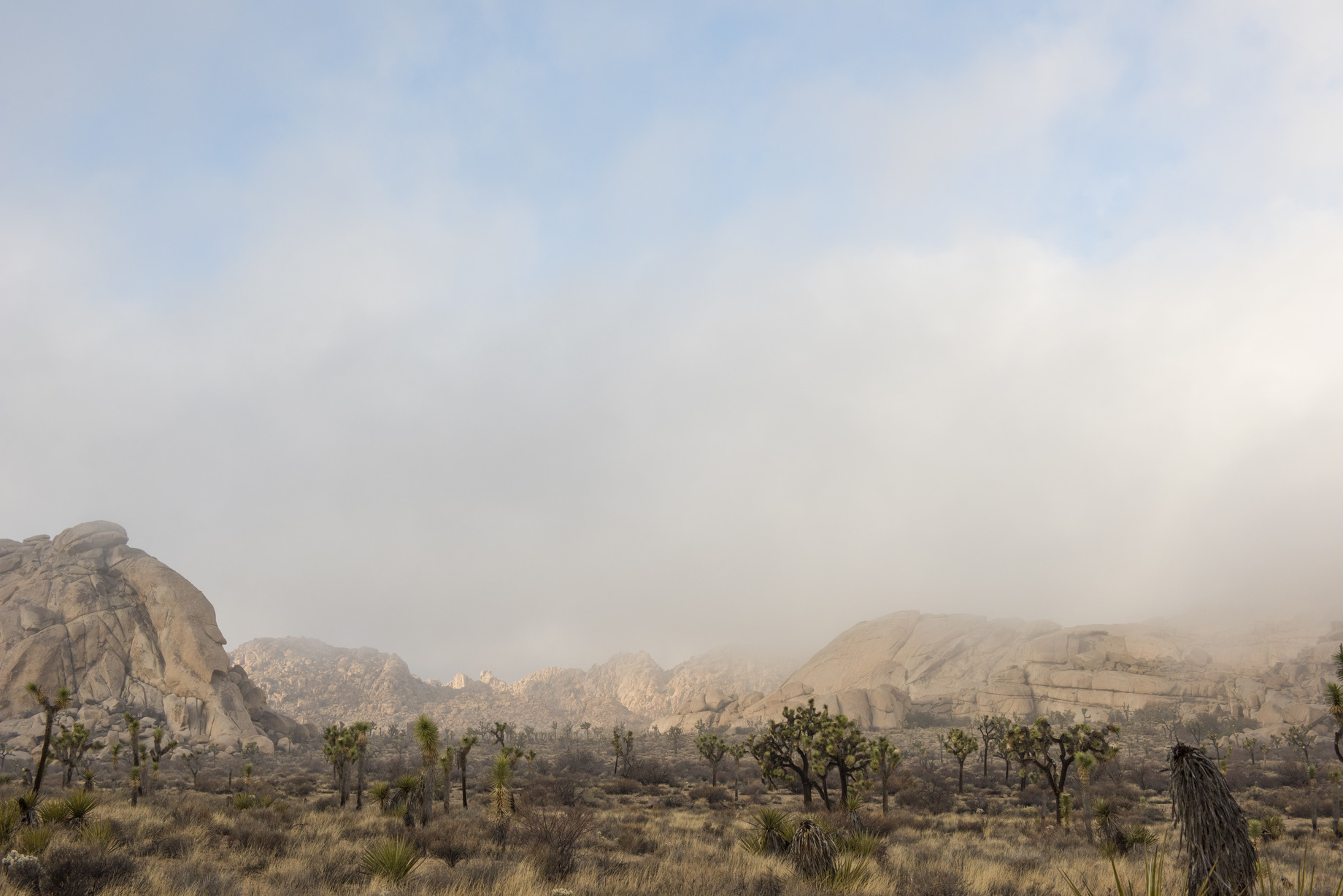 Joshua trees and rock formations in fog.