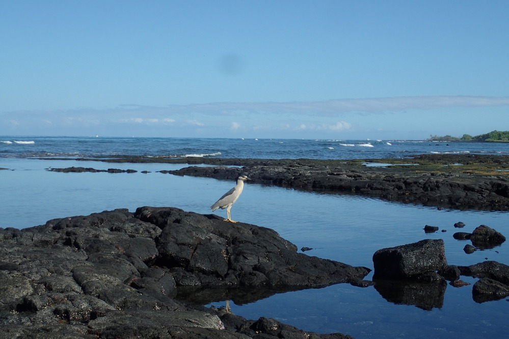 Large 'auku'u stands on lava rocks beside a tidepool