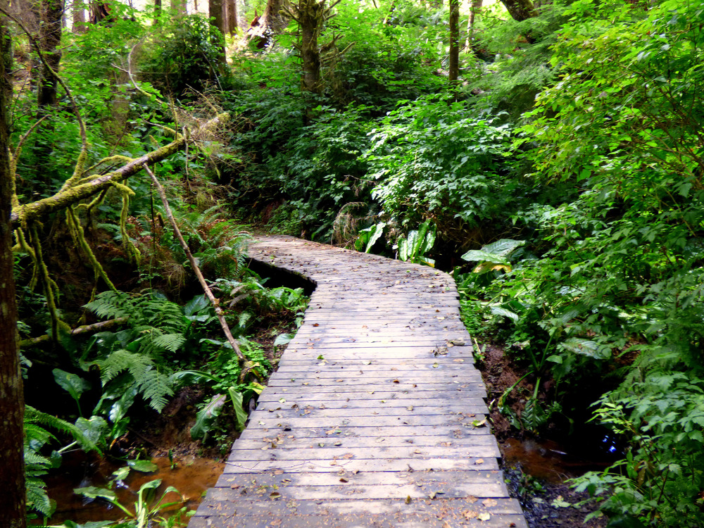 A narrow wooden boardwalk winds through a lush, green forest filled with dense foliage, ferns, and moss-covered trees. A small stream runs alongside the path, and fallen branches and leaves are scattered across the walkway.
