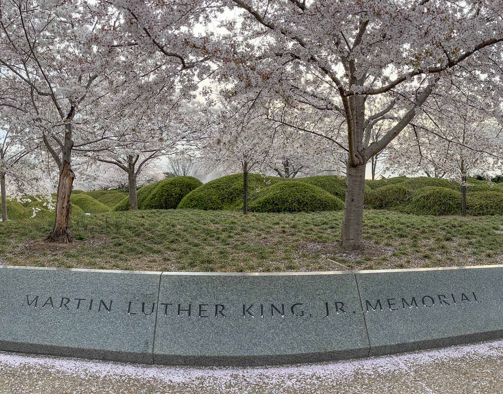 Memorial wall reading "Martin Luther King Jr. Memorial" with a line of cherry blossom trees in bloom above the wall