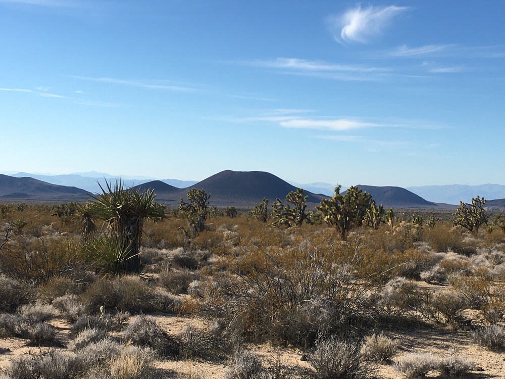 Some cinder cone volcanoes stand behind a mix of desert greenery, including creosote, Mojave yucca, and Joshua tree. 