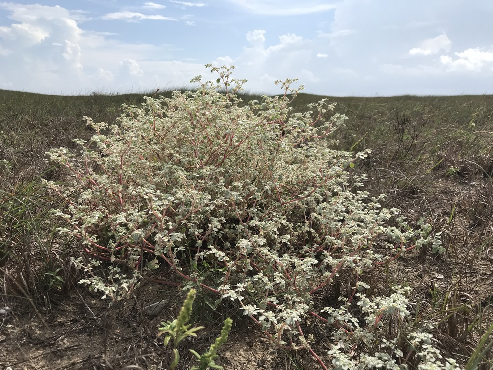 a whiteish green bush in a sparse grassland