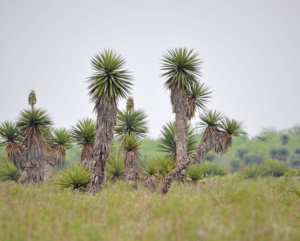 ​Tall yucca plants rising above a grassy field