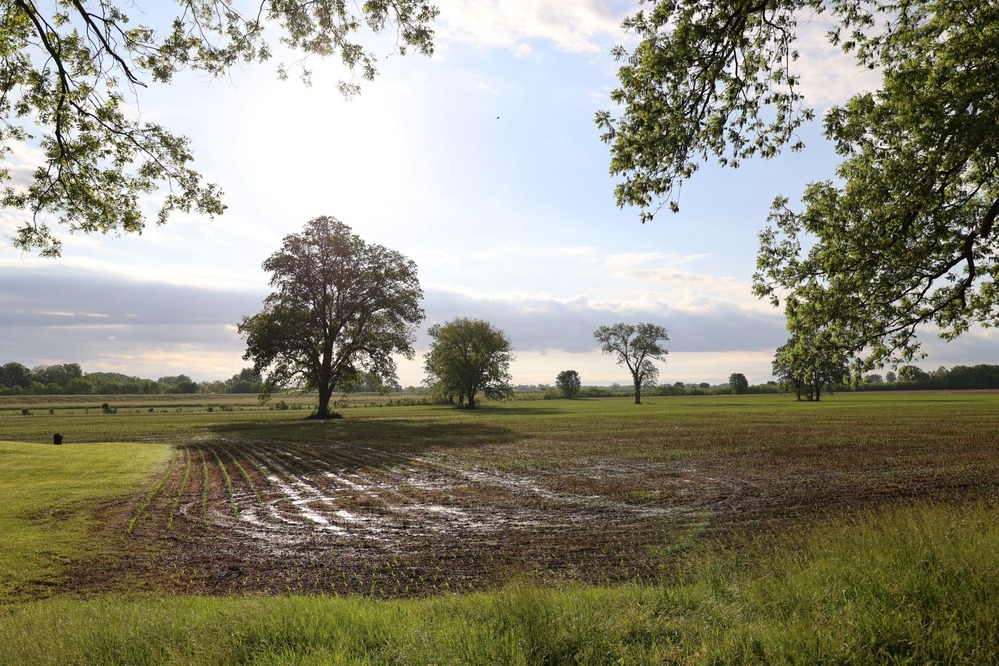 Newly planted crops begin to sprout in a large field dotted with trees, in the early morning sun.