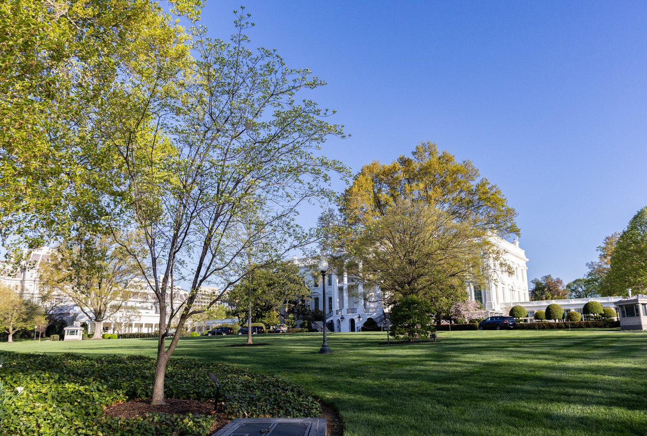 A dogwood sits on the left of the photograph. The White House is in the distance. 