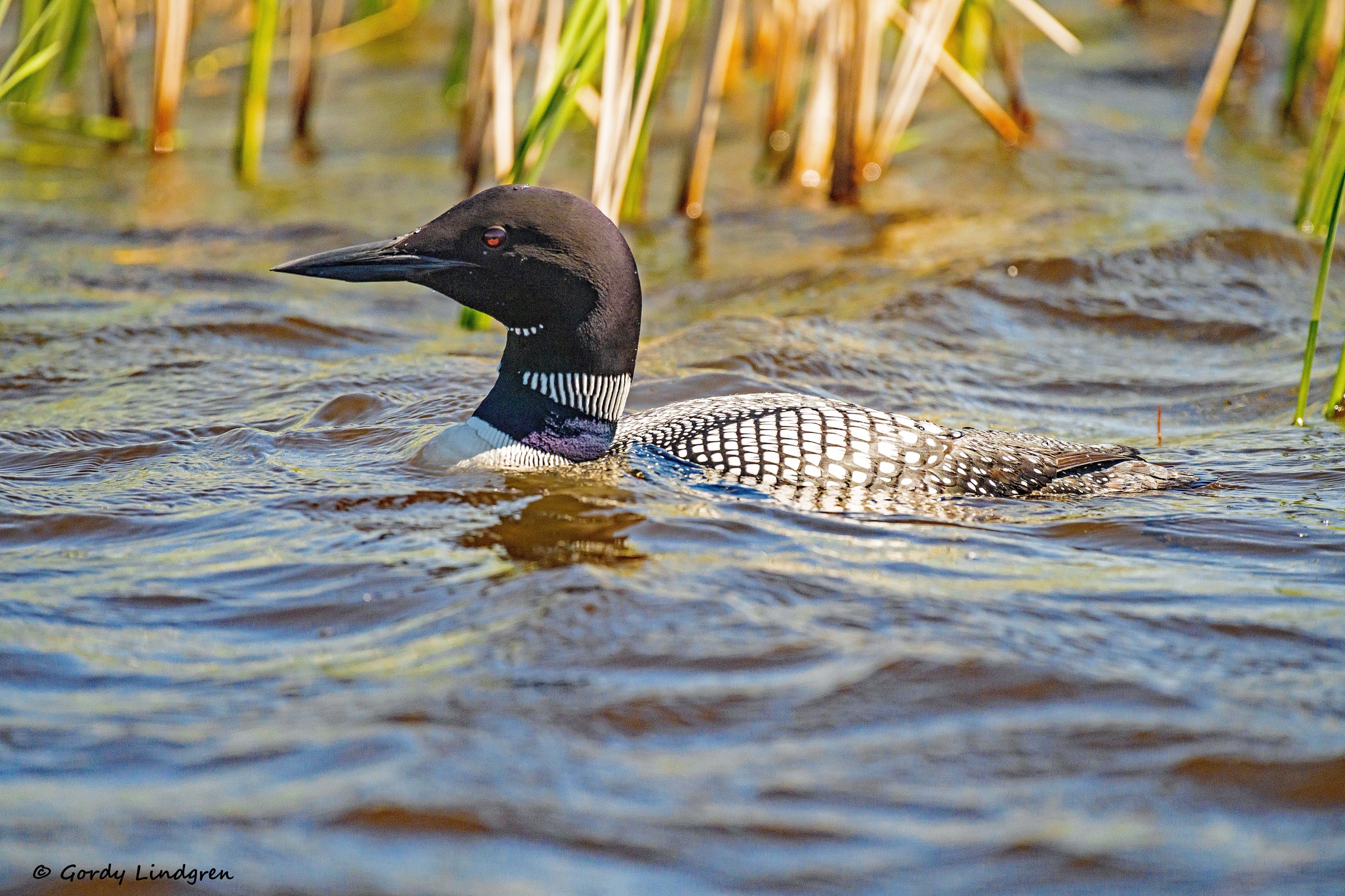 A black-and-white-checkered adult loon swims on the surface of a scenic lake. The loon's bright red eye can be seen from the side.