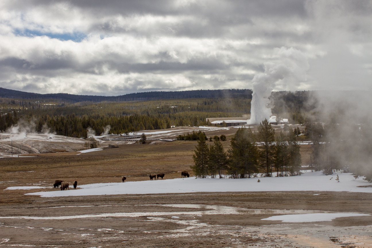 Old Faithful Geyser erupts in the distance while bison graze in the foreground.